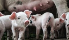 Ferme porcine - REF#7004