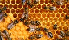 Miellerie, idéal pour apiculteur - REF#15226